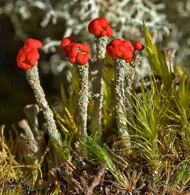 Cladonia floerkeana - © Charles Hipkin