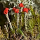 Cladonia floerkeana