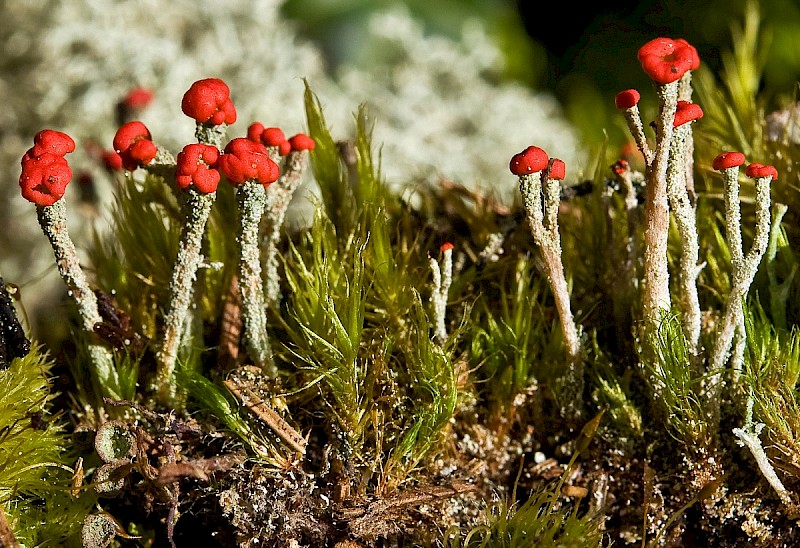 Cladonia floerkeana - © Charles Hipkin