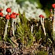 Cladonia floerkeana