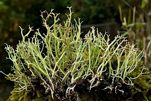 Cladonia furcata 