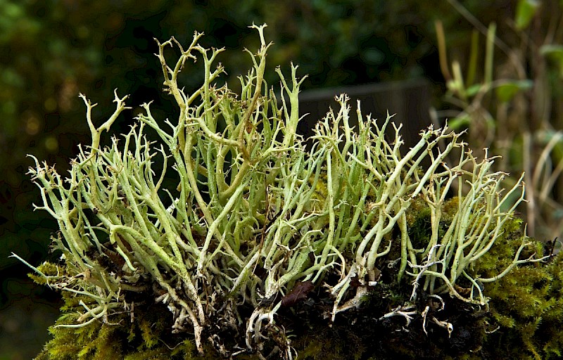 Cladonia furcata - © Charles Hipkin