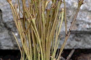 Cladonia gracilis Slender Cup Lichen