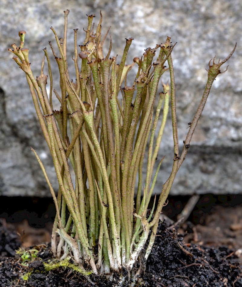 Cladonia gracilis - © Charles Hipkin