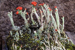 Cladonia macilenta Lipstick Powderhorn