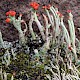 Cladonia macilenta