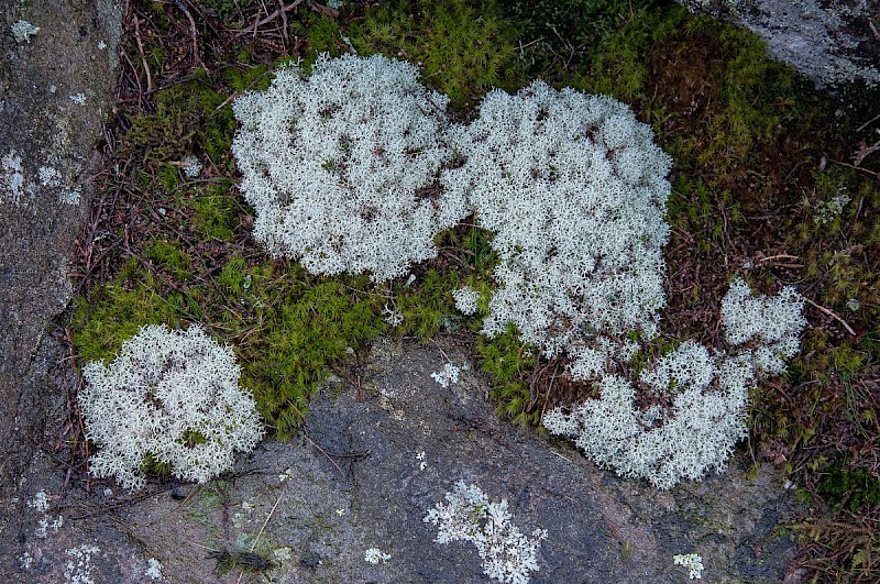 Cladonia portentosa - © Charles Hipkin