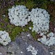 Cladonia portentosa