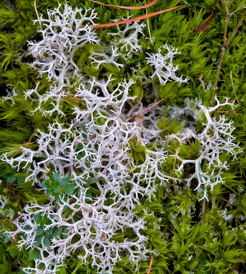 Cladonia portentosa - © Charles Hipkin