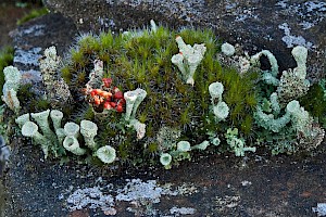 Cladonia pyxidata Pebble Pixie Cup