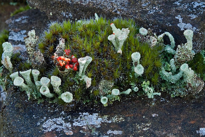 Cladonia pyxidata - © Charles Hipkin