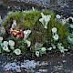 Cladonia pyxidata