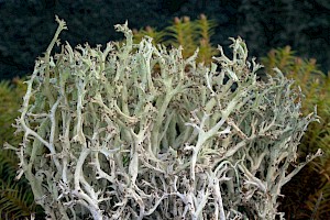 Cladonia rangiformis Coral Moss