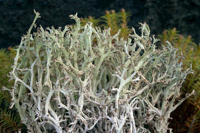 Cladonia rangiformis - © Charles Hipkin