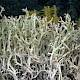 Cladonia rangiformis