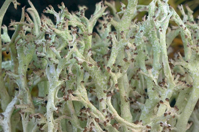 Cladonia rangiformis - © Charles Hipkin