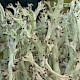 Cladonia rangiformis