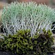 Cladonia rangiformis