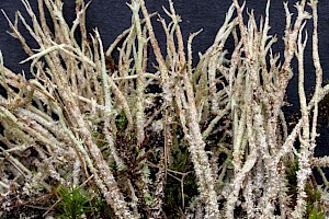 Cladonia scabriuscula 