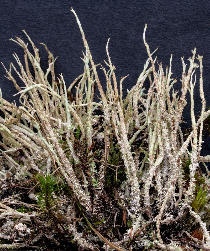 Cladonia scabriuscula - © Charles Hipkin