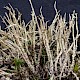 Cladonia scabriuscula