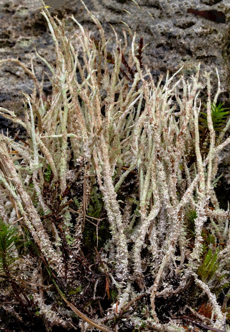 Cladonia scabriuscula - © Charles Hipkin