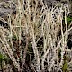 Cladonia scabriuscula