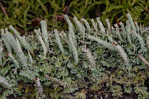 Cladonia squamosa var. squamosa 