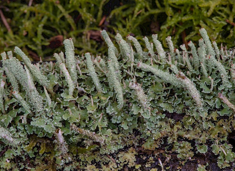 Cladonia squamosa var. squamosa - © Charles Hipkin