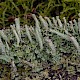 Cladonia squamosa var. squamosa