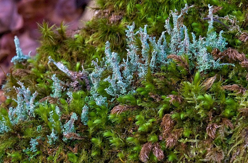 Cladonia squamosa var. squamosa - © Charles Hipkin