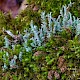 Cladonia squamosa var. squamosa