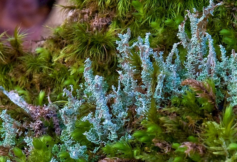 Cladonia squamosa var. squamosa - © Charles Hipkin