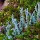 Cladonia squamosa var. squamosa