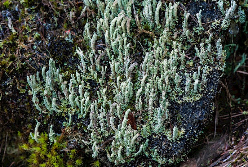 Cladonia squamosa var. squamosa - © Charles Hipkin