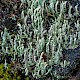 Cladonia squamosa var. squamosa