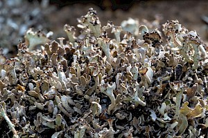 Cladonia subcervicornis 