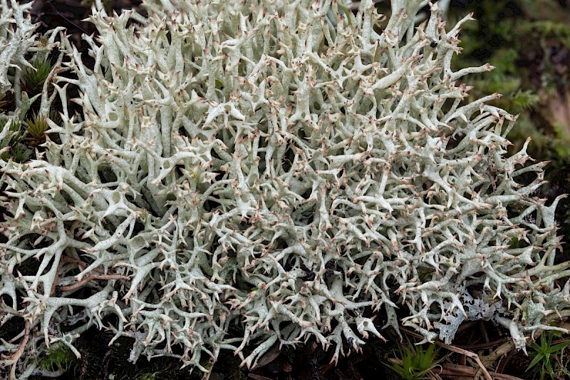 Cladonia uncialis subsp. uncialis - © Charles Hipkin