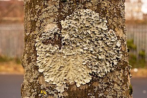 Flavoparmelia caperata Common Greenshield Lichen