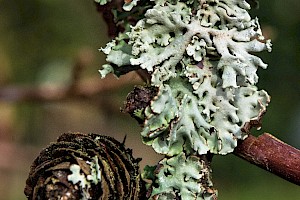 Hypogymnia physodes Dark Crottle