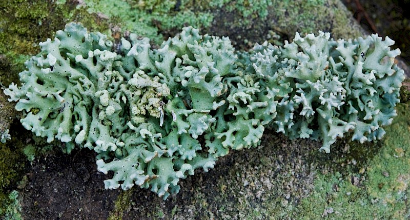 Hypogymnia tubulosa - © Charles Hipkin