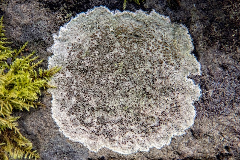 Lecanora campestris subsp. campestris - © Charles Hipkin