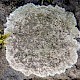 Lecanora campestris subsp. campestris