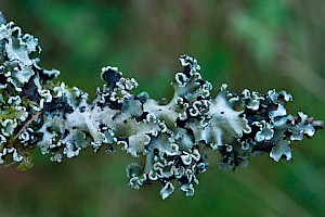 Parmotrema perlatum Powdered Ruffle Lichen