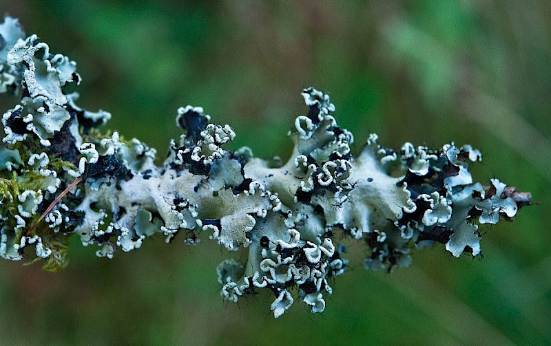 Parmotrema perlatum - © Charles Hipkin