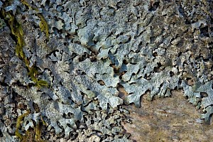 Parmelia saxatilis s. lat. Grey Crottle