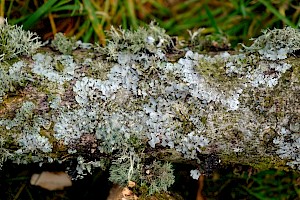 Parmelia sulcata Netted Shield Lichen