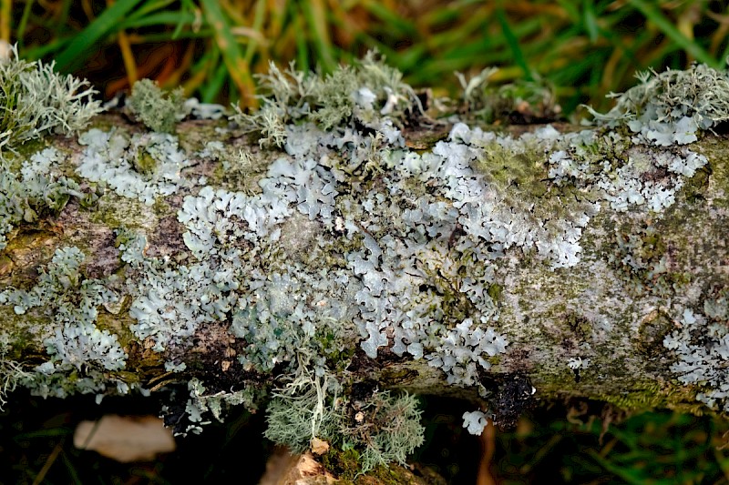 Parmelia sulcata - © Charles Hipkin