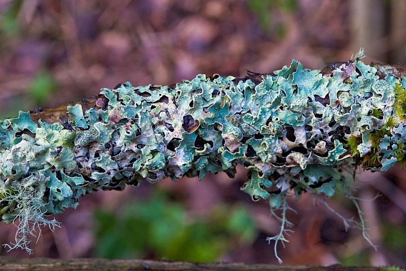 Parmelia sulcata - © Charles Hipkin