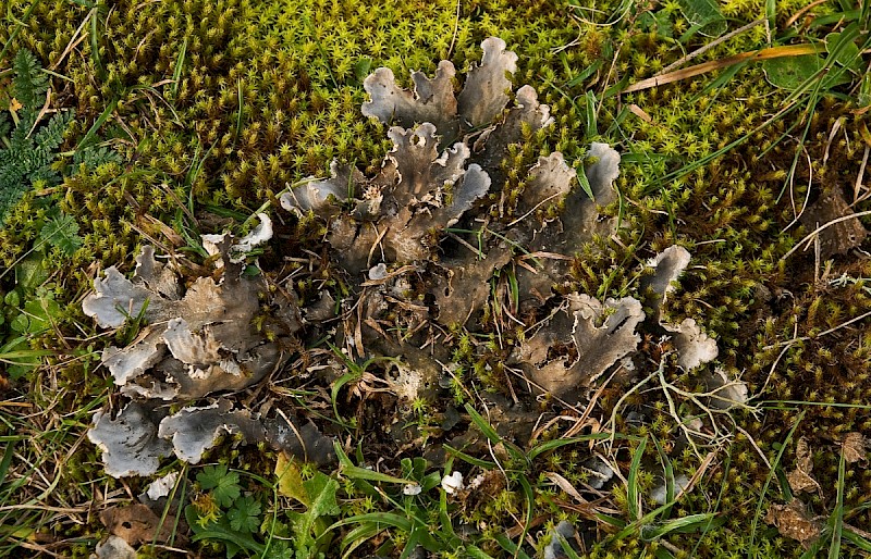 Peltigera canina - © Charles Hipkin